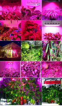 VA LED-uri cresc light Elite-2000W Spectru Complet pentru plante de interior înlocuit 1400 W HPS lumina de veg bloom modul cu efect de seră Hidroponică